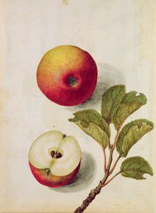 Appel: Pyrus malus, ca. 1568